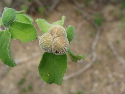 Bernardia viridis, photographed by Alexis López Hernández