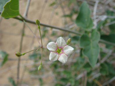Boerhavia brandegeei, photographed by Alexis López Hernández