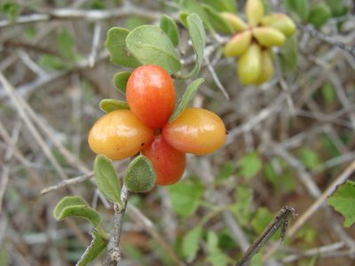 Castela peninsularis, photographed by Alexis López Hernández