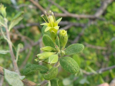 Bourreria sonorae, photographed by Alexis López Hernández