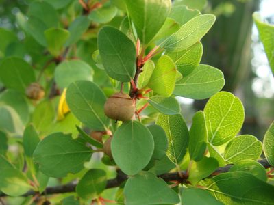 Colubrina viridis, photographed by Alexis López Hernández