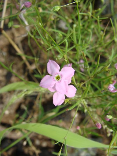 Stenotis asperuloides, photographed by Alexis López Hernández