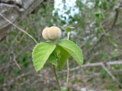 Bernardia viridis, photographed by Alexis López Hernández