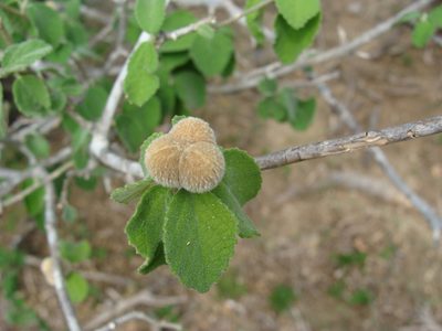 Bernardia viridis, photographed by Alexis López Hernández