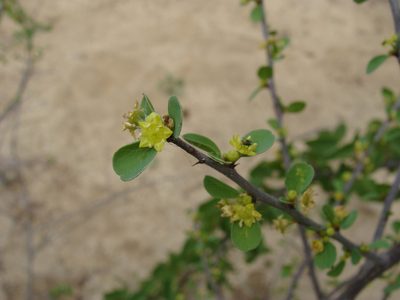 Colubrina viridis, photographed by Alexis López Hernández