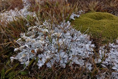 Argyrotegium mackayi, photographed by John Barkla