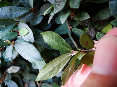 Ficus vaccinioides, photographed by 呂一起(Lyu yi-chi)
