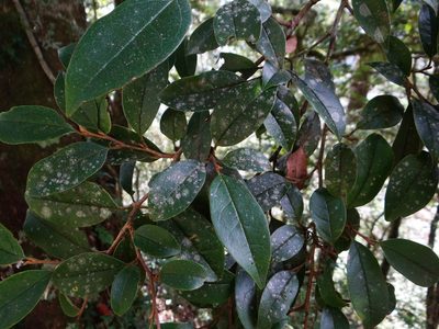 Sycopsis sinensis, photographed by 呂一起(Lyu yi-chi)