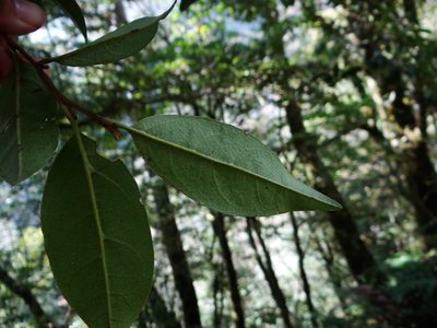 Sycopsis sinensis, photographed by 呂一起(Lyu yi-chi)