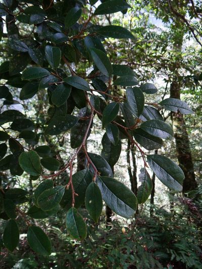 Sycopsis sinensis, photographed by 呂一起(Lyu yi-chi)
