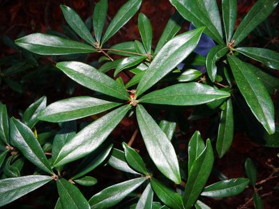 Daphne arisanensis, photographed by 呂一起(Lyu yi-chi)