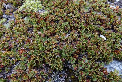 Gaultheria nubicola, photographed by John Barkla