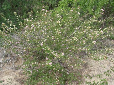 Mimosa tricephala, photographed by Alexis López Hernández
