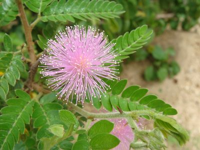 Mimosa tricephala, photographed by Alexis López Hernández