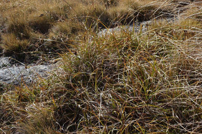 Carex wakatipu, photographed by John Barkla