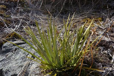 Celmisia lyallii, photographed by John Barkla