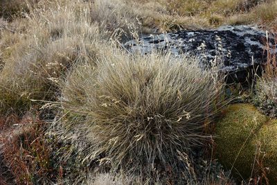 Poa colensoi, photographed by John Barkla