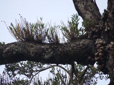 Dendrobium chryseum, photographed by 呂一起(Lyu yi-chi)