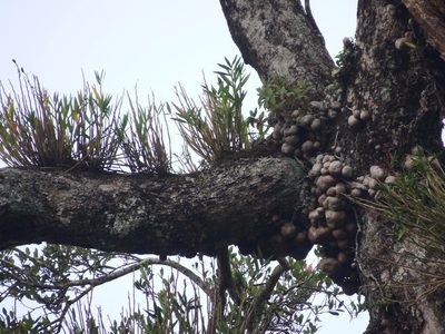 Dendrobium chryseum, photographed by 呂一起(Lyu yi-chi)