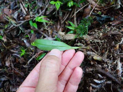 Pinalia japonica, photographed by 呂一起(Lyu yi-chi)