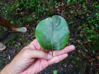 Celastrus kusanoi, photographed by 呂一起(Lyu yi-chi)