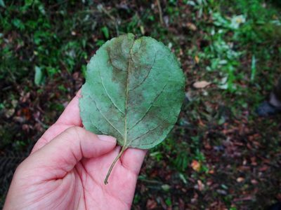 Celastrus kusanoi, photographed by 呂一起(Lyu yi-chi)