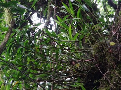 Dendrobium moniliforme, photographed by 呂一起(Lyu yi-chi)