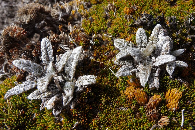 Anisotome lanuginosa, photographed by John Barkla