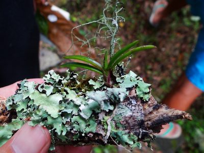 Holcoglossum pumilum, photographed by 呂一起(Lyu yi-chi)