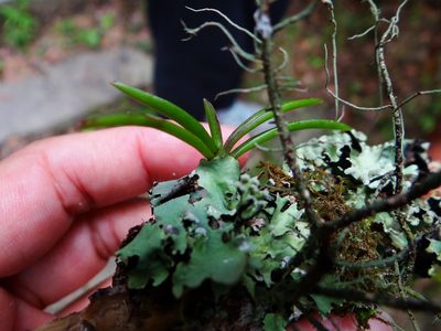 Holcoglossum pumilum, photographed by 呂一起(Lyu yi-chi)
