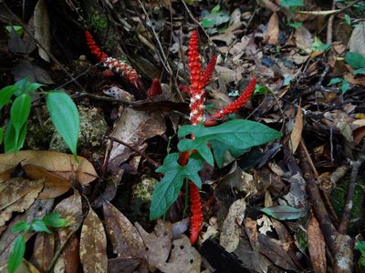 Balanophora laxiflora, photographed by 呂一起(Lyu yi-chi)