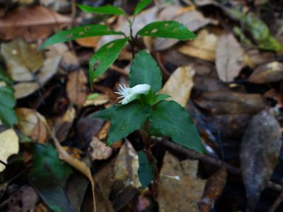 Cheirostylis octodactyla, photographed by 呂一起(Lyu yi-chi)