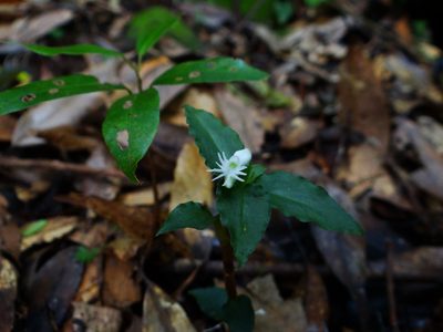 Cheirostylis octodactyla, photographed by 呂一起(Lyu yi-chi)