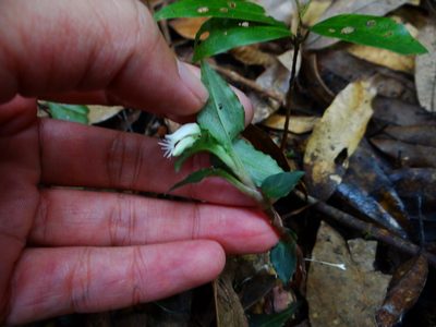 Cheirostylis octodactyla, photographed by 呂一起(Lyu yi-chi)