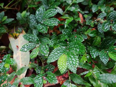 Elatostema parvum, photographed by 呂一起(Lyu yi-chi)