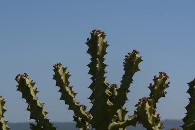 Euphorbia neriifolia, photographed by S.MORE