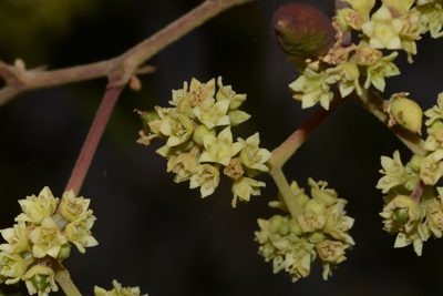 Ziziphus rugosa, photographed by S.MORE
