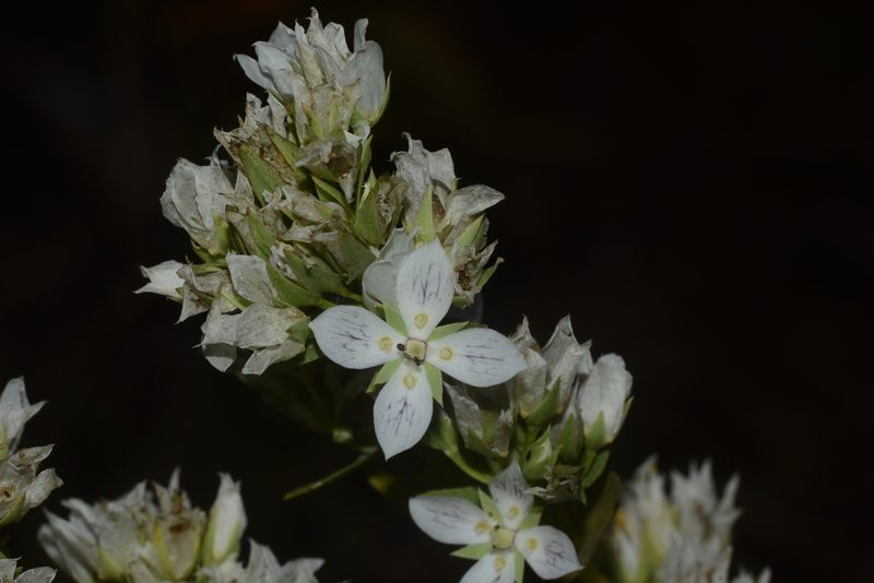 Swertia densifolia, photographed by S.MORE