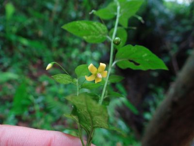 Lysimachia capillipes, photographed by 呂一起(Lyu yi-chi)
