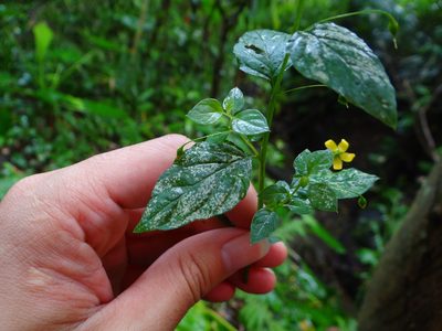Lysimachia capillipes, photographed by 呂一起(Lyu yi-chi)