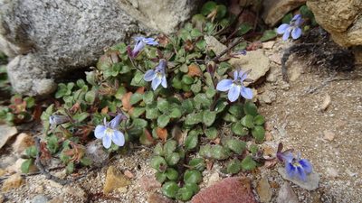 Lobelia boivinii, photographed by Paul Emms