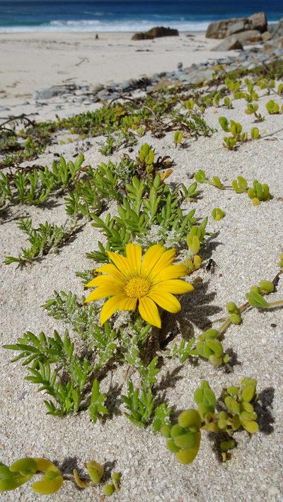 Gazania maritima, photographed by Paul Emms