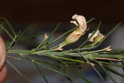 Psoralea elegans, photographed by Brian du Preez