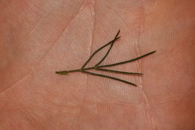Psoralea elegans, photographed by Brian du Preez