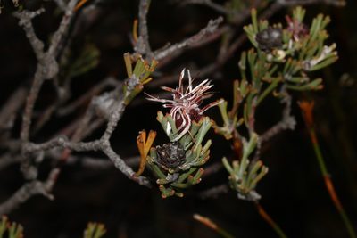 Paranomus dregei, photographed by Brian du Preez