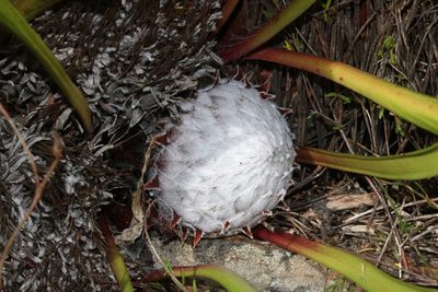 Protea pruinosa, photographed by Brian du Preez