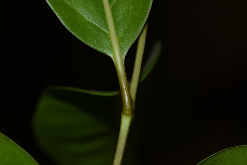 Tetrapilus dioicus, photographed by S.MORE