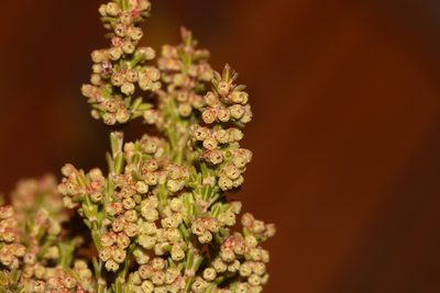 Erica leucopelta, photographed by Brian du Preez