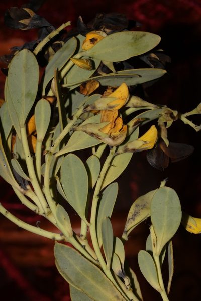 Rafnia racemosa, photographed by Brian du Preez