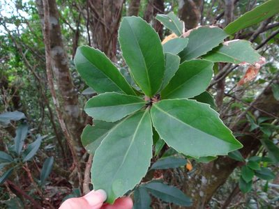 Helicia rengetiensis, photographed by 呂一起(Lyu yi-chi)